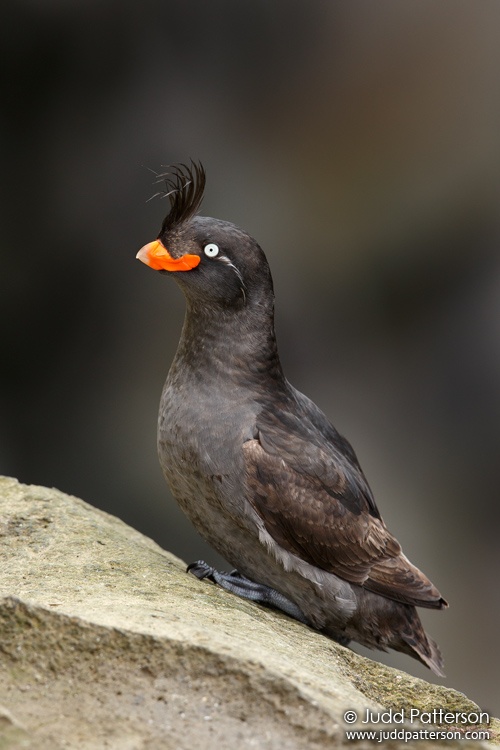 Crested Auklet, Reef Colony, Saint Paul, Alaska, United States